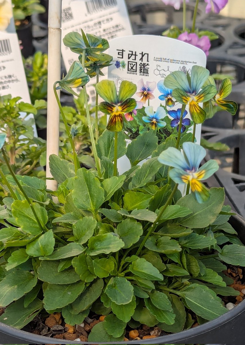 もの凄い色😳 なんじゃこりゃ〜😍 お迎えしたいけど、もう入荷は難しい