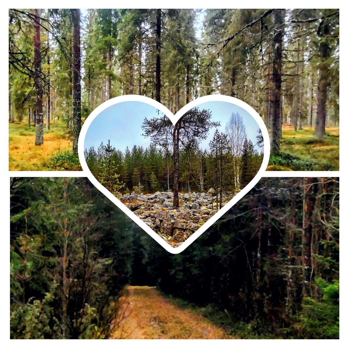 Tutuilla poluilla hiljaisuutta ihastelemassa. #sotkamo #kainuu 
Muistoissa on monet läheiset ja rakkaat. #pyhäinpäivä