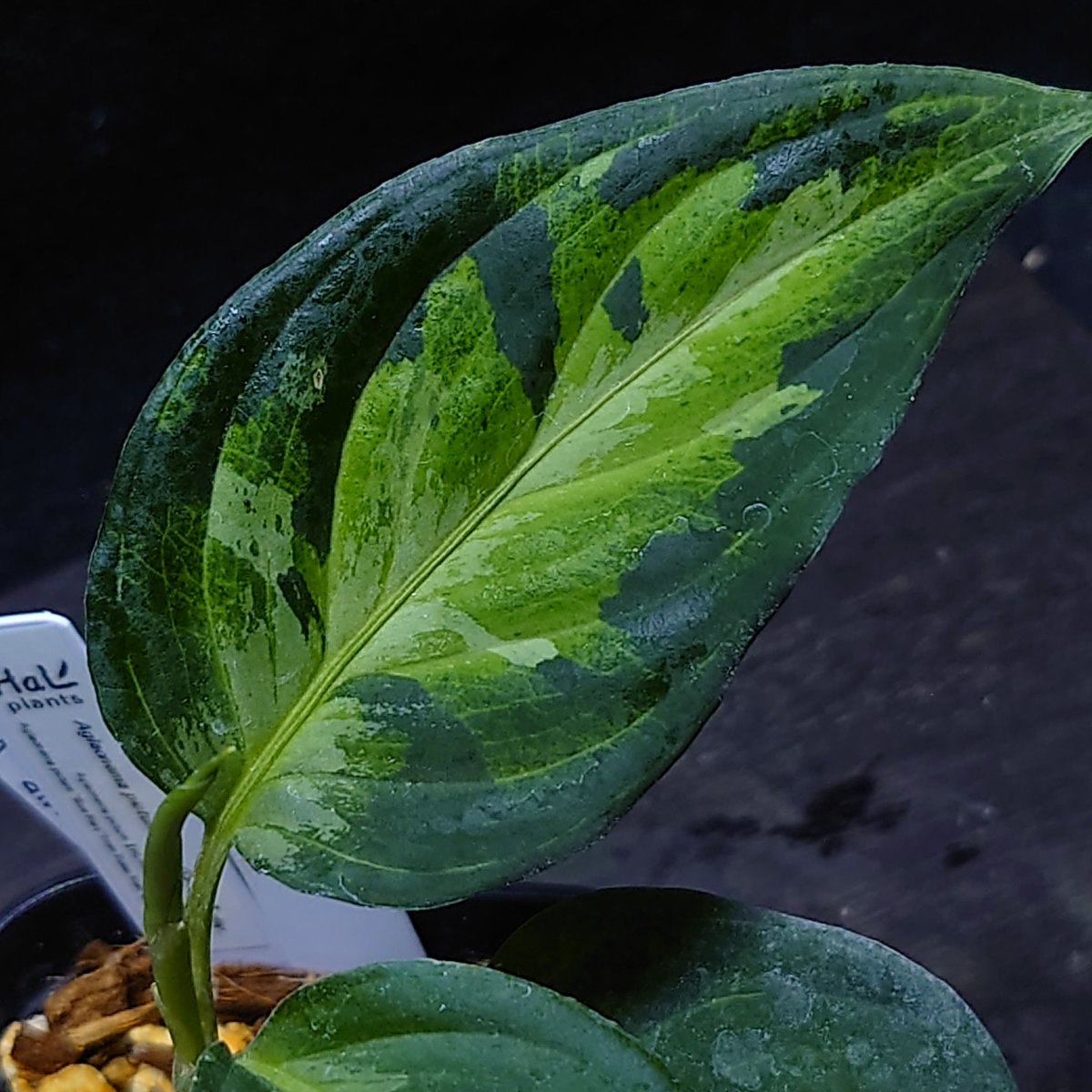 超希少❗️アグラオネマゴールデンドラゴン新葉展開中✨️ 超希少❗️アグラオネマゴールデンドラゴン新葉展開中