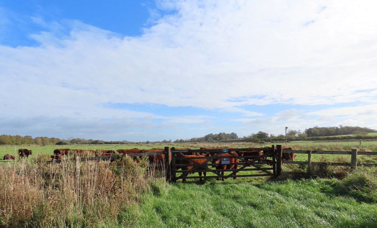 Join us for a peaceful Well Woman Walk on Monday, Nov 24 at 10 am! Enjoy nature, tea, and cake. Book here: ow.ly/PkPC50X5YQB #WellWomanWalk #NatureTime #MorningMeander #MindfulMoments