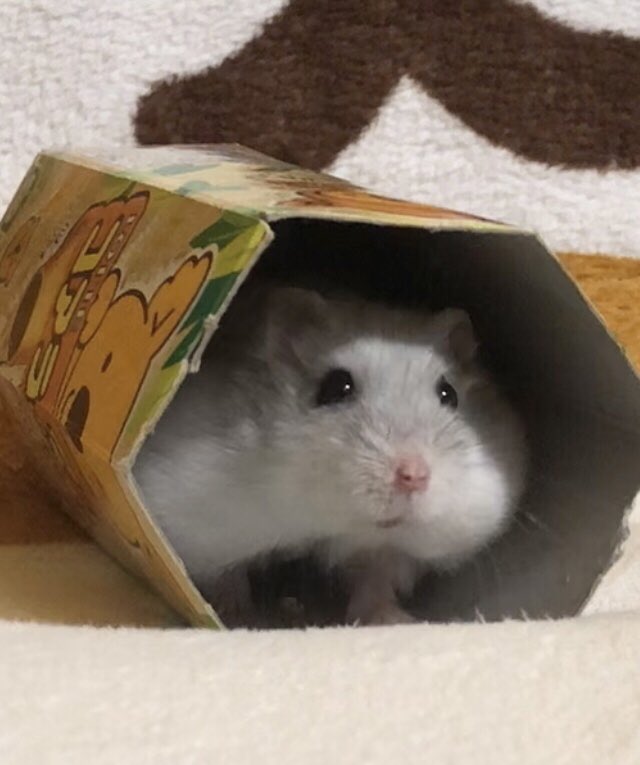 けぇこ🍆 (@36_1970) / Posts / X