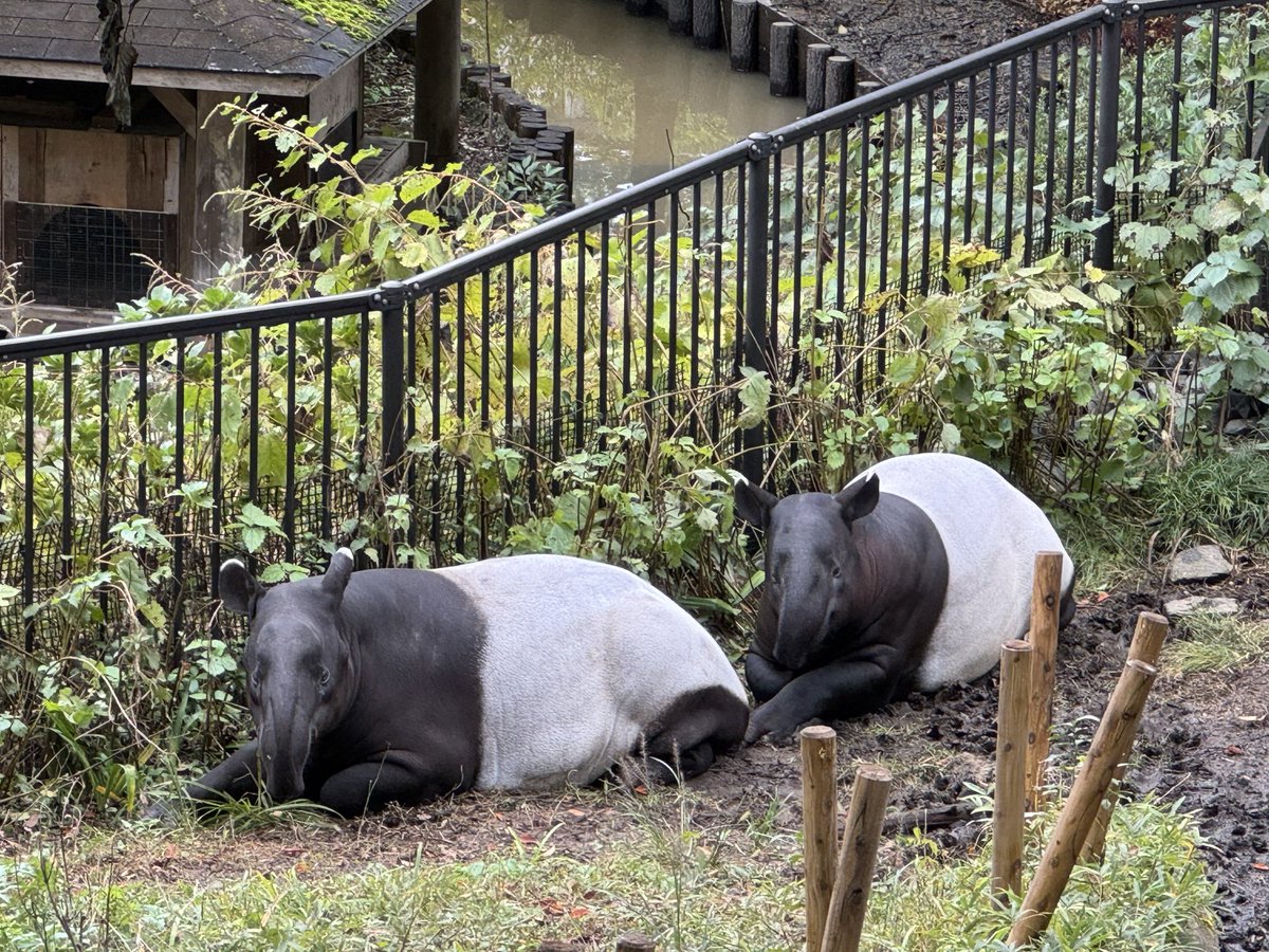 rin28na1's tweet photo. 今日はこちら、多摩行ってました
#多摩動物公園　#ユメ　#リン　#マレーバク https://t.co/0todky2zca