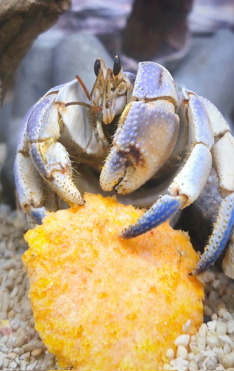 そうすい@オカヤドカリ on X