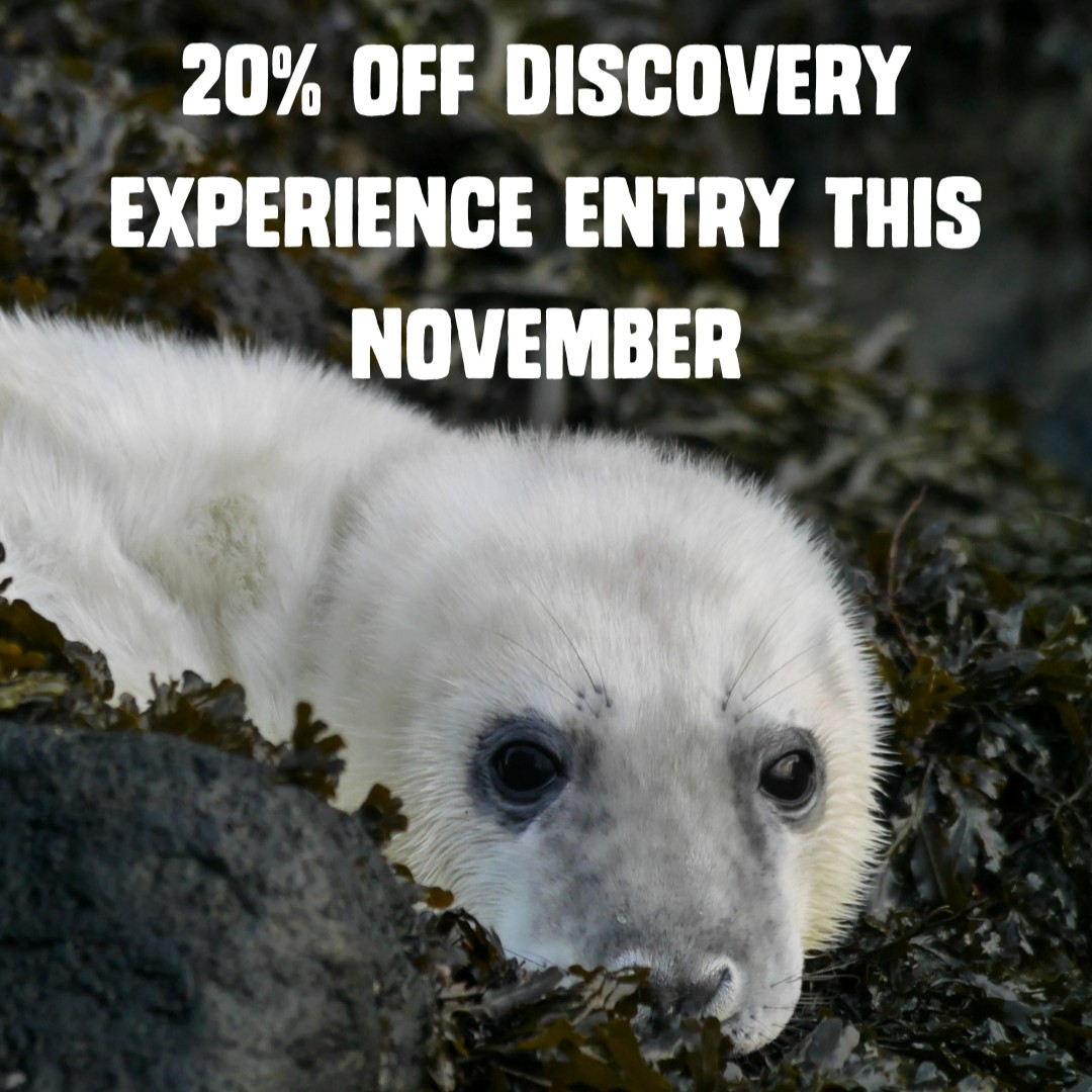 We've spotted 9 grey seal pups on our live Craigleith camera so far this autumn...🦭

Want to try and spot some for yourself? Pop along to our Discovery Experience this month for peak seal pup season AND

20% off your entry!

Find out more: seabird.org/discovery-expe…