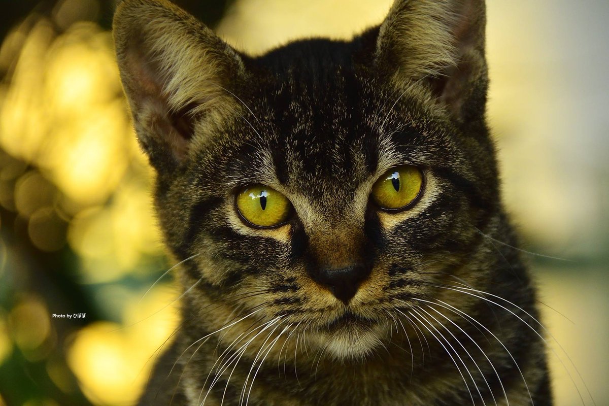 あっ、カメラのおっさんや。