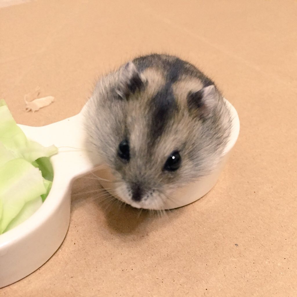 それいゆ tweet media