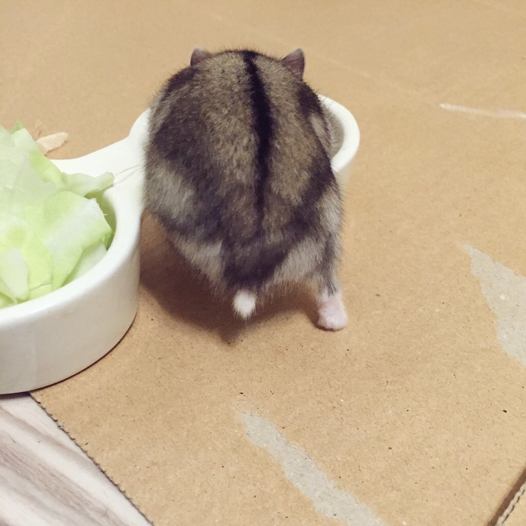 それいゆ tweet media