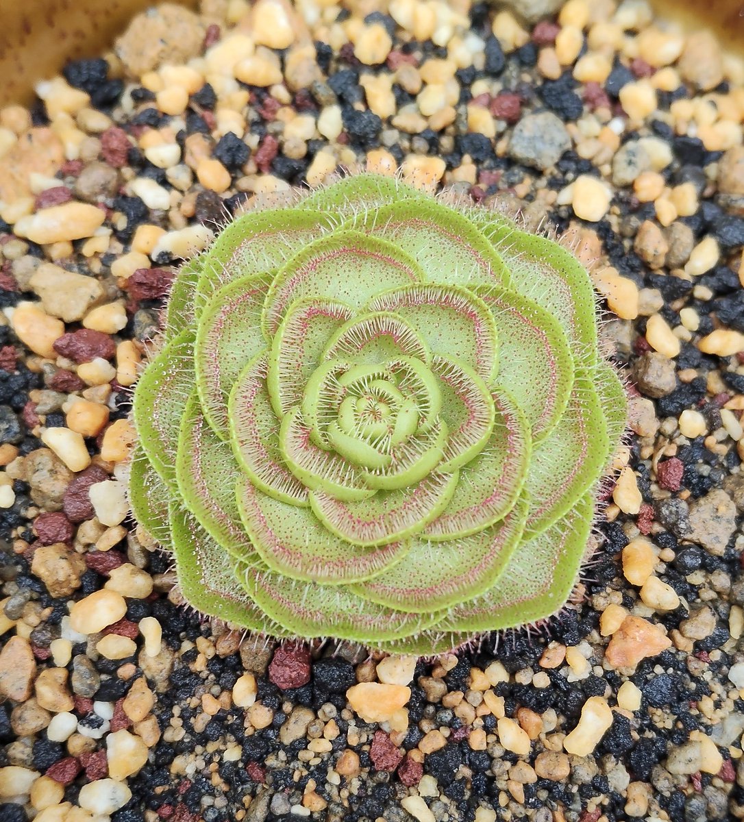 GUAPI種子 Products - Saroopi Seeds