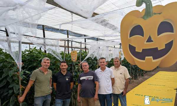 jaarcossanchez's tweet image. 🎃El nuevo amarillo Belenus en el Halloween de HM.Clause🎃

📝agroautentico.com/2025/11/el-nue…

📌Un invernadero de El Ejido convertido en un decorado de #Halloween para presentar la última variedad en #pimiento california amarillo de #HMClause

#Almeria #agricultores #semillas #seeds🎃🎃