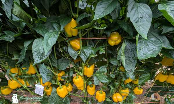 jaarcossanchez's tweet image. 🎃El nuevo amarillo Belenus en el Halloween de HM.Clause🎃

📝agroautentico.com/2025/11/el-nue…

📌Un invernadero de El Ejido convertido en un decorado de #Halloween para presentar la última variedad en #pimiento california amarillo de #HMClause

#Almeria #agricultores #semillas #seeds🎃🎃