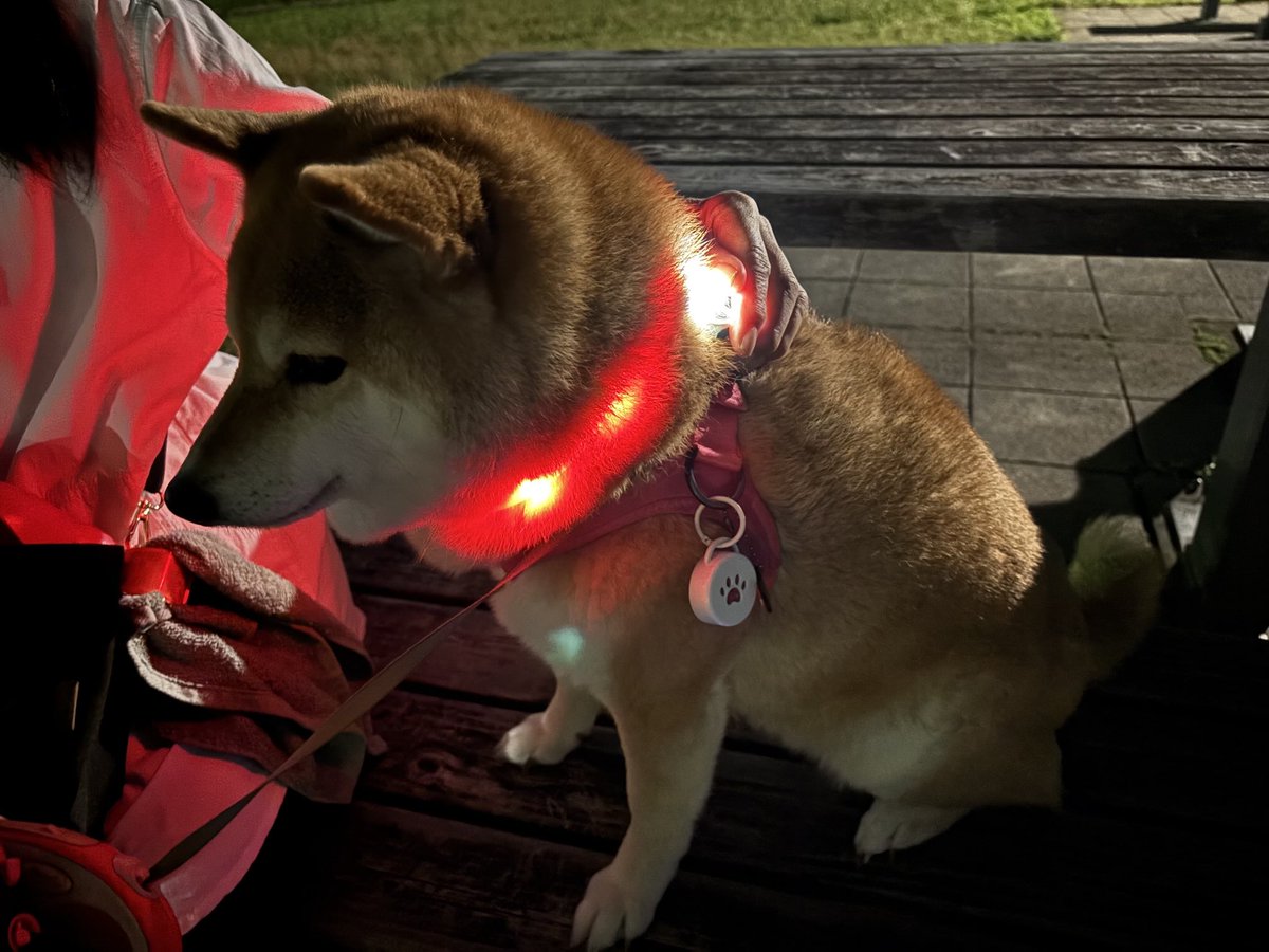 ryou0407's tweet photo. 柴犬ゆず＆りょう、光る犬デビュー。 https://t.co/zBopNs2hhx