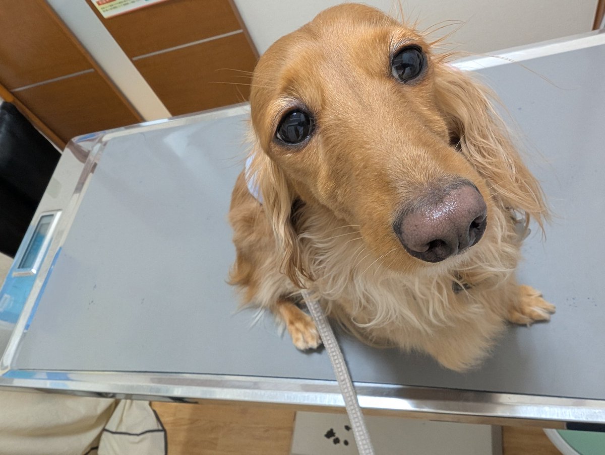 ハウスさくら on X