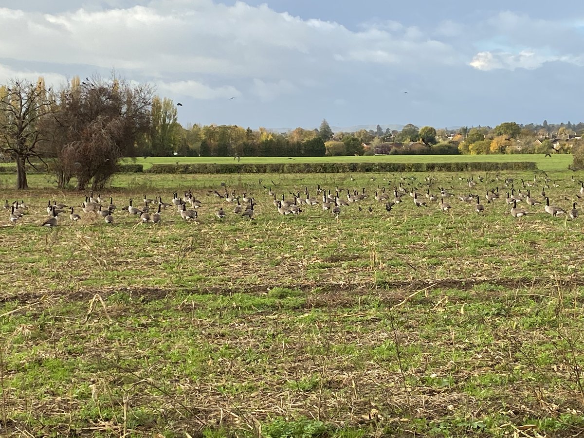 Don’t think I ever seen so many geese in one place before.
Have a great Saturday 😊