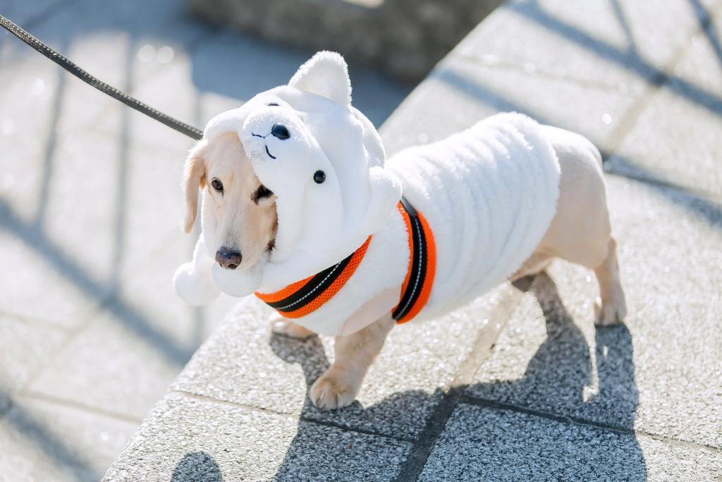 shippeiofficial's tweet photo. 今日は #犬の日！
なりきりしっぺいズのお写真がお気に入りなんだー☆
またみんなでおさんぽしたいね♪
#しっぺい
#磐田市
#なりきりしっぺい
#ワンコ https://t.co/cmBaraJxWK