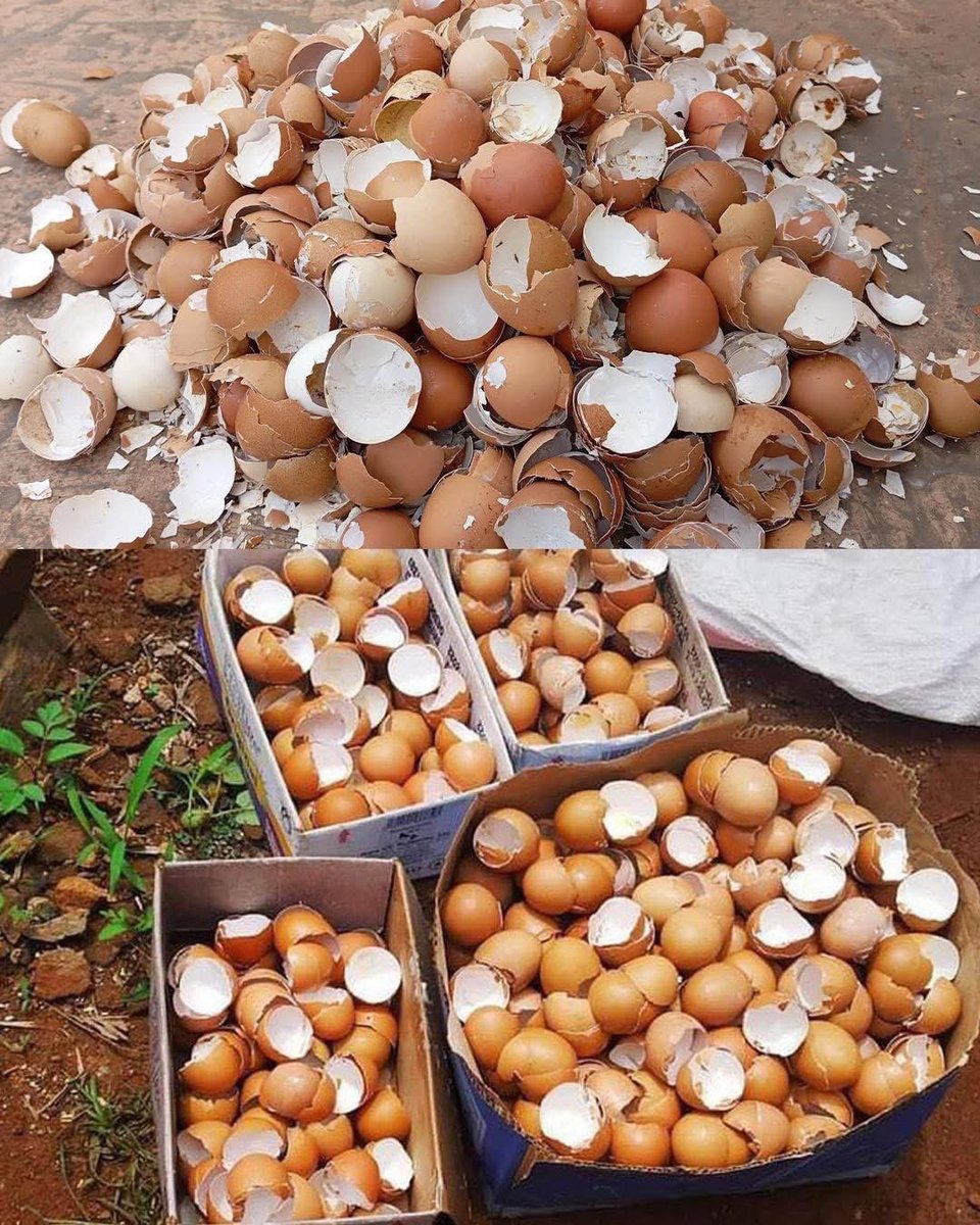 ShimoYvette's tweet image. Most People Throw Away Eggshells, But They Don’t Know How Important They Are..