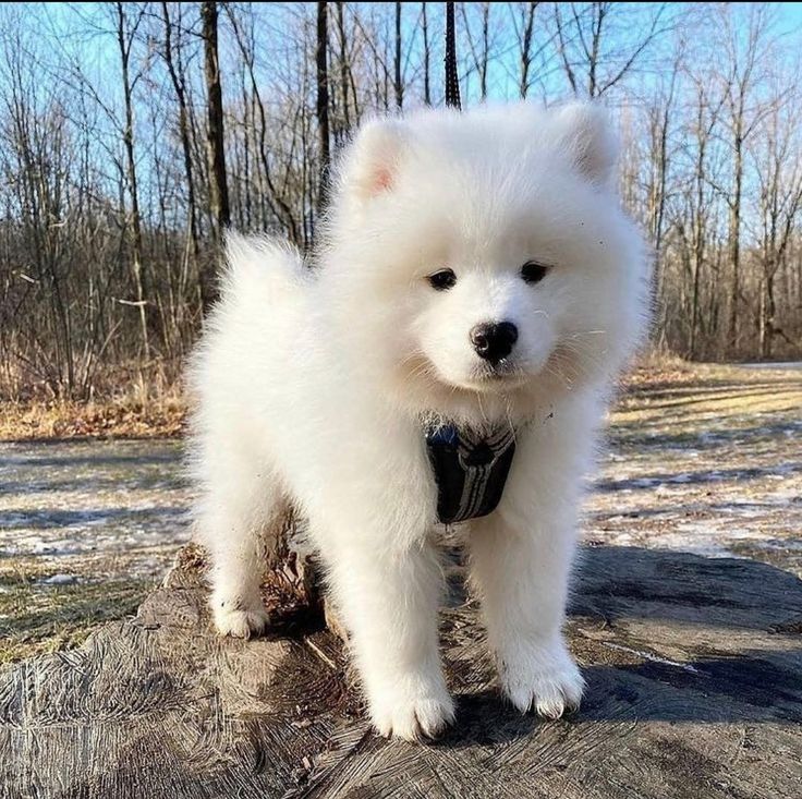 Cuties Puppies tweet media