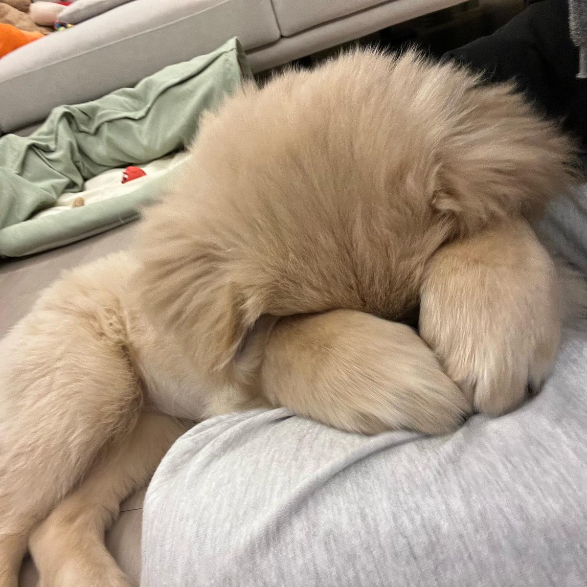 Cuties Puppies tweet media