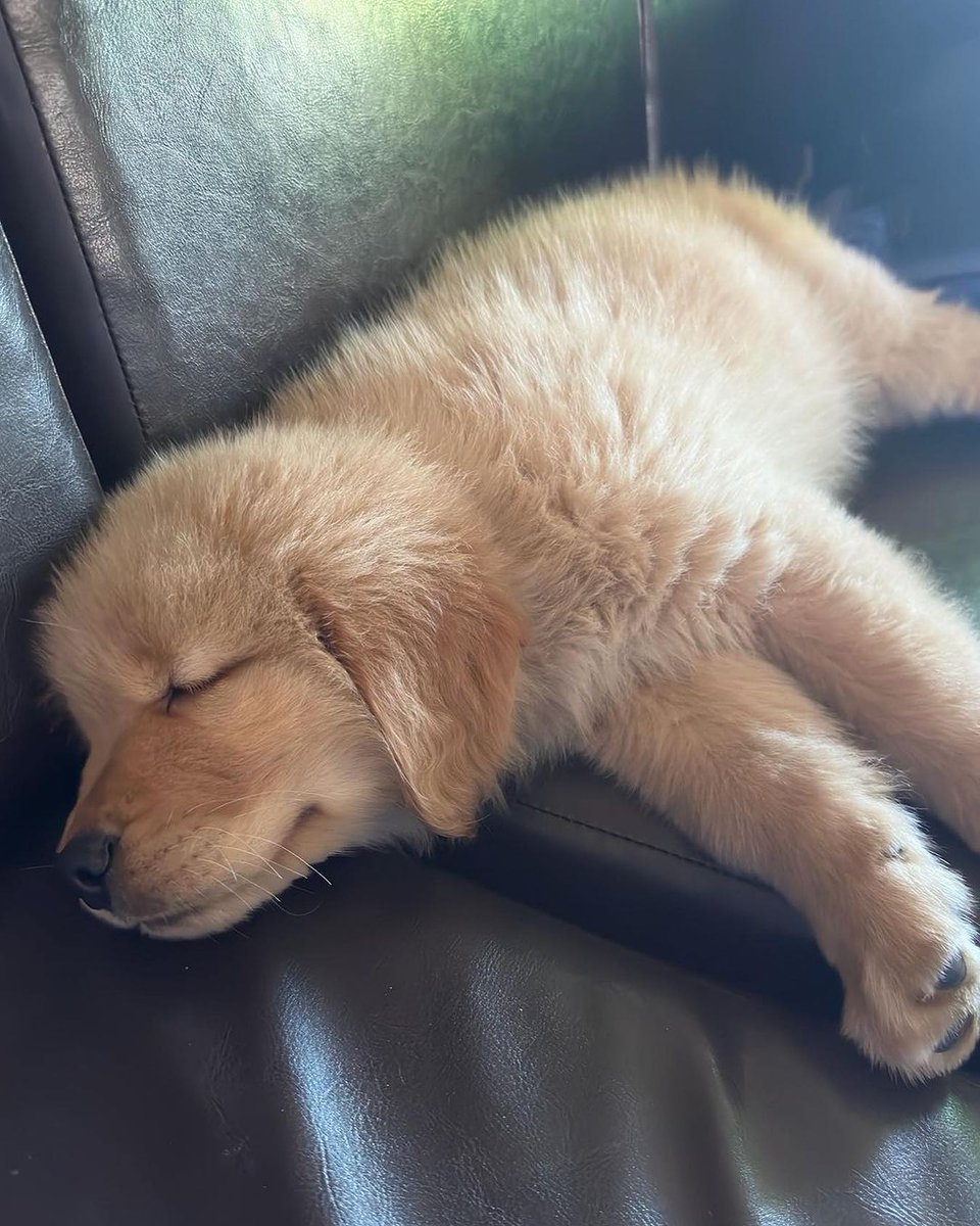 cutiespuppies's tweet image. 