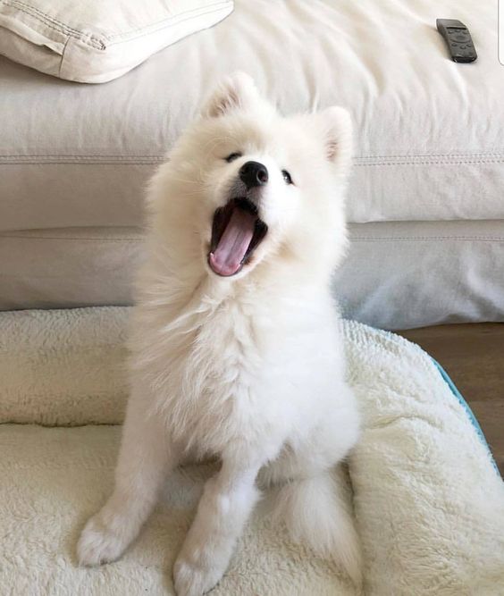 Cuties Puppies (@cutiespuppies) on Twitter photo 