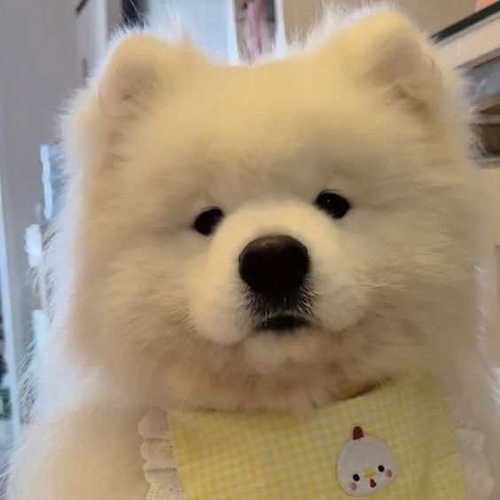 Cuties Puppies (@cutiespuppies) on Twitter photo 