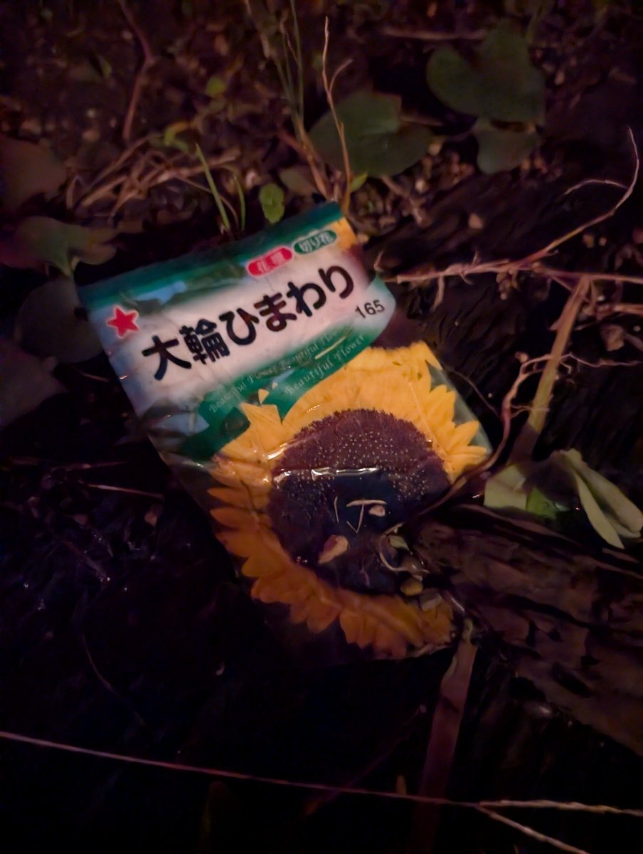 Picture with sunflowers-ひまわり 4K Ultra HD ] ひまわり Sunflower ( Shot on RED ) - YouTube