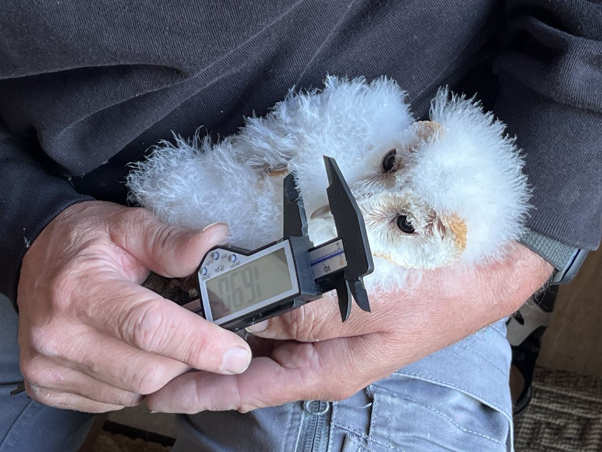 Come and join us at our Indoor Meetings

Next up:
 ‘Barn Owls - The Inside Story’

⁦<a href="/GarrityPete/">Peter Garrity</a>⁩ chronicles a family of Barn Owls breeding at the bottom of his garden - all caught on camera. 

Weds 12th Nov 7.15pm
LT2 The Diamond Builiding
Leavygreave Rd
