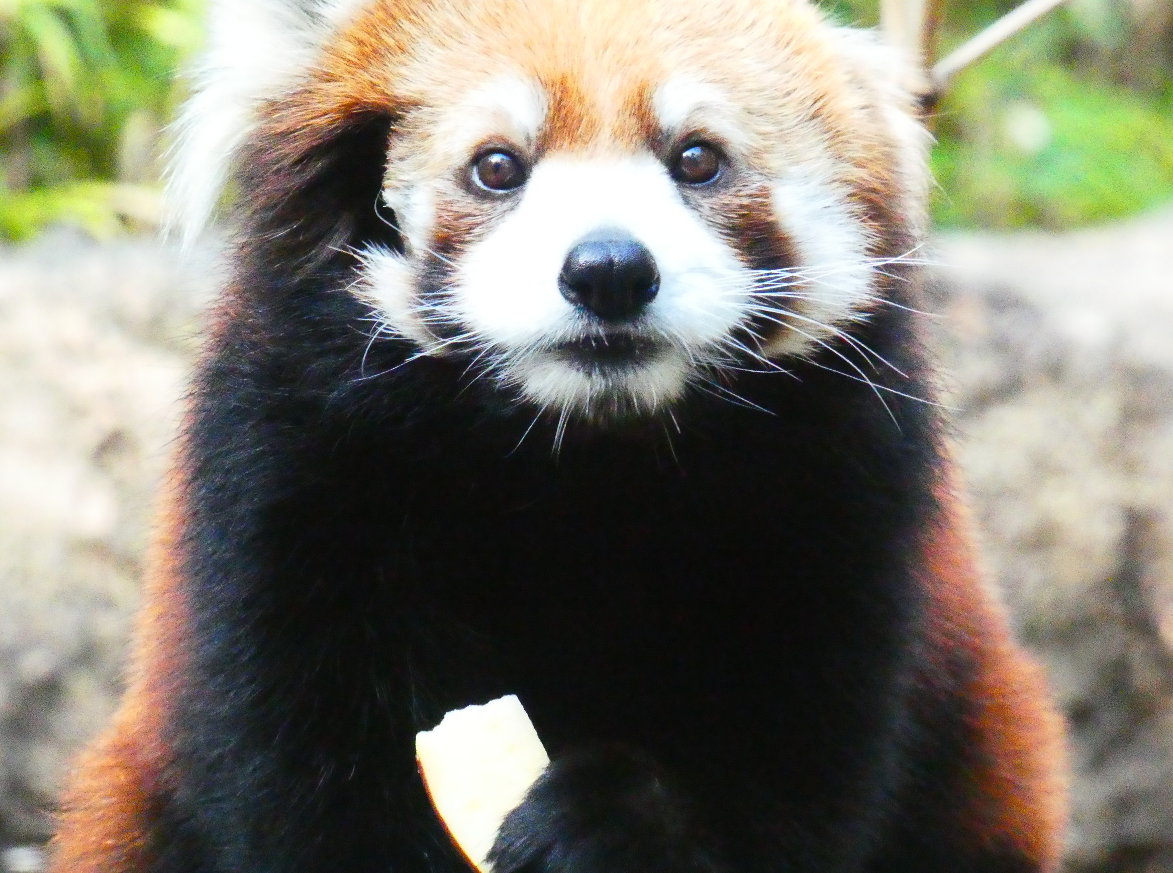 みたらし - Search / X