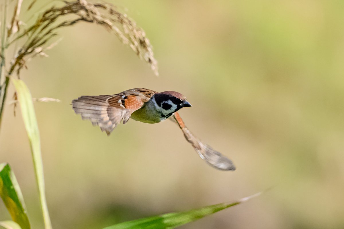 #10月を写真4枚で振り返る
毎朝出勤までの20分程に小鳥をひたすら追い求めて歩きました。