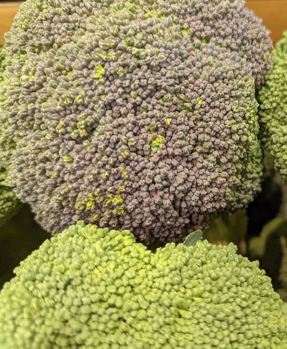 【八百屋から冬のお願い】
紫色のブロッコリーを...

食べてください！！
避けないでください！！
捨てないでください！！！

紫色の正体はアントシアニン！

ブロッコリーは寒さに当たるとアントシアニンが出やすくなるんです。

しかも、寒さに当たったブロッコリーは甘いんです！！

絶対食べて！！