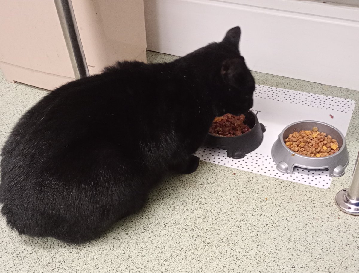 New post - come and see what's been going on during October here at Mucknell Abbey:

mucknellabbey.org.uk/october-2025-d…