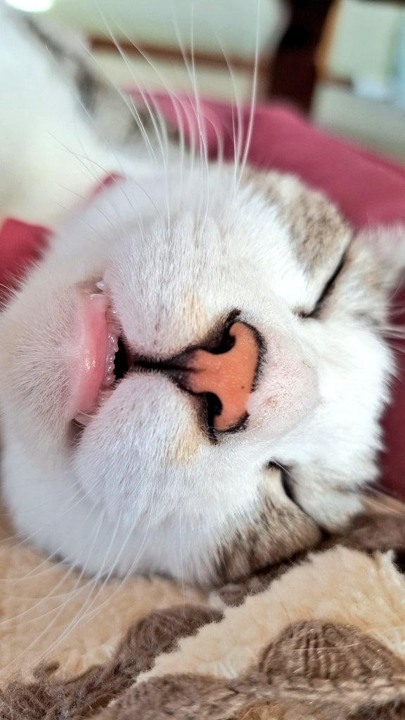 パンダ姐さん (@pandaZOURYO) / Posts / X