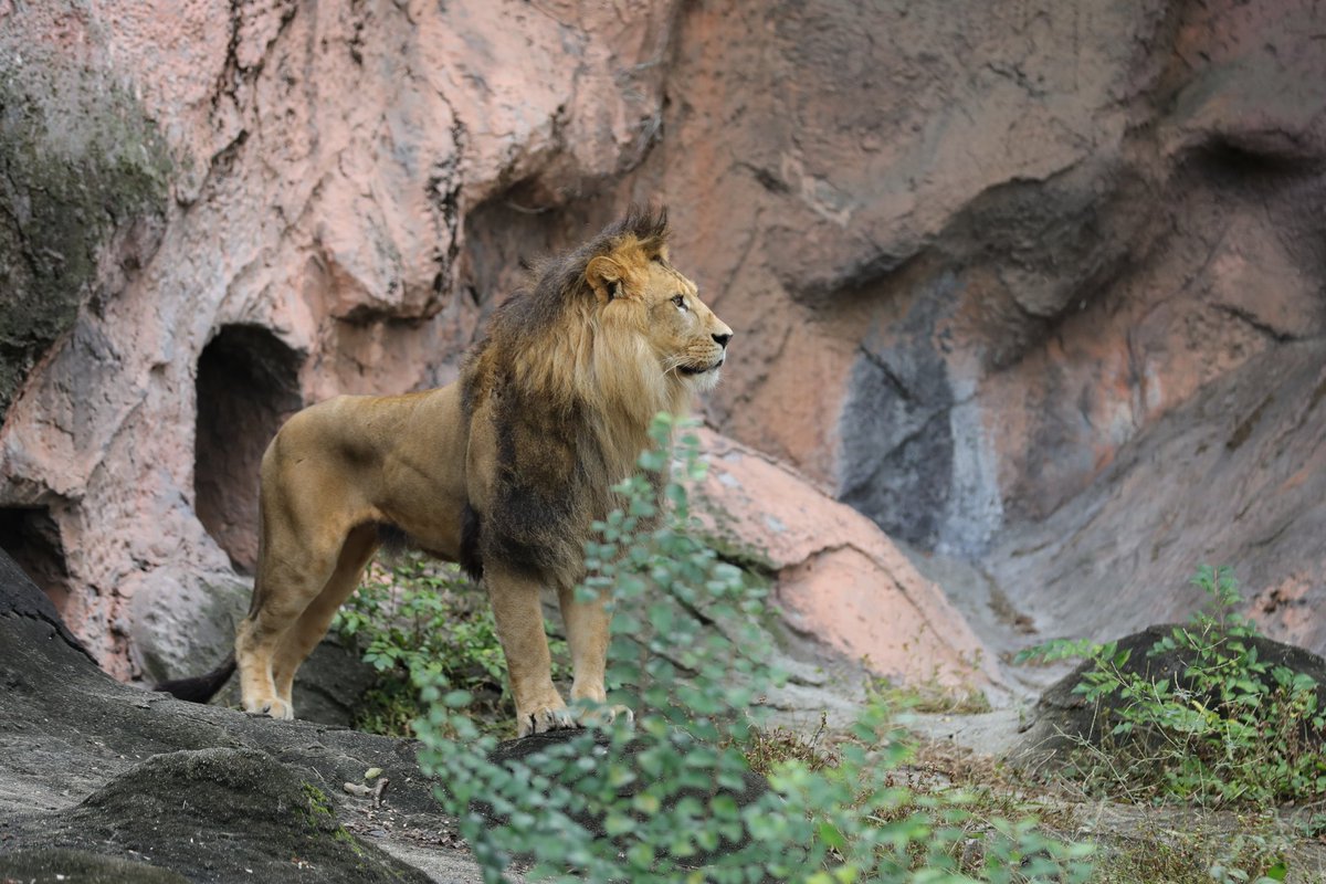 ライオンページ ZOOライダー on X