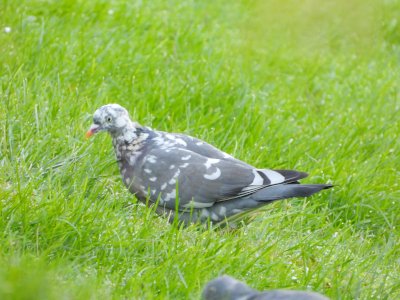 Fernando Lisón tweet media