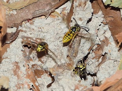 Animalandia tweet media