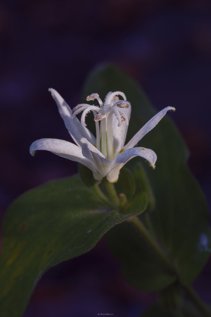 rika (@ashsarara) / Posts / X