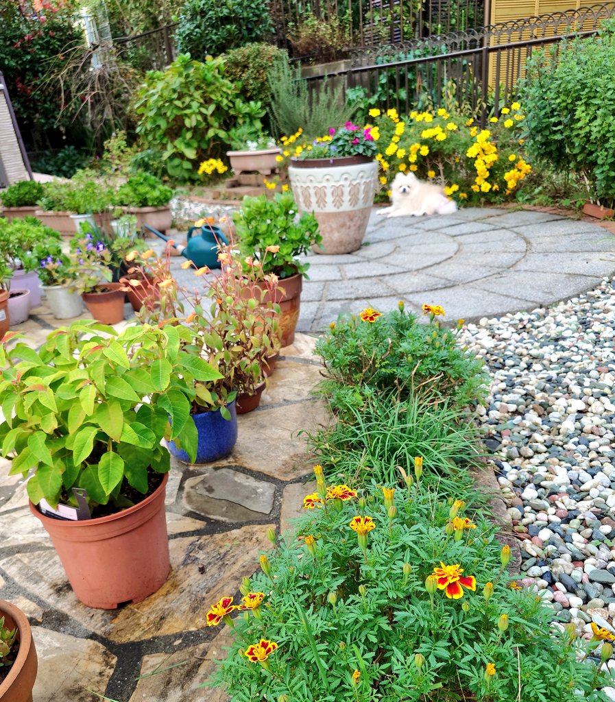 昨日の雨から今日は穏やかなお天気に。久しぶりに庭のお手入れ。夏と秋が交錯している我が家の庭。まだ元気なマリーゴールドと夏越しをして大株に育ったガーデンシクラメン❣️
はな🐶も元気です😊あと10日で16歳になるよ✴️
#ポメラニアン
#シニア犬
#秘密結社老犬倶楽部
