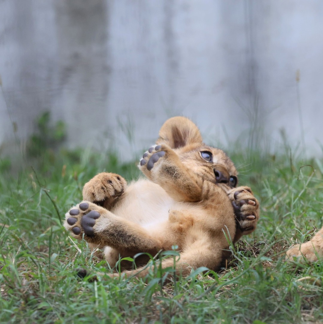 ナオ🐧 (@hana_momo) / Posts / X