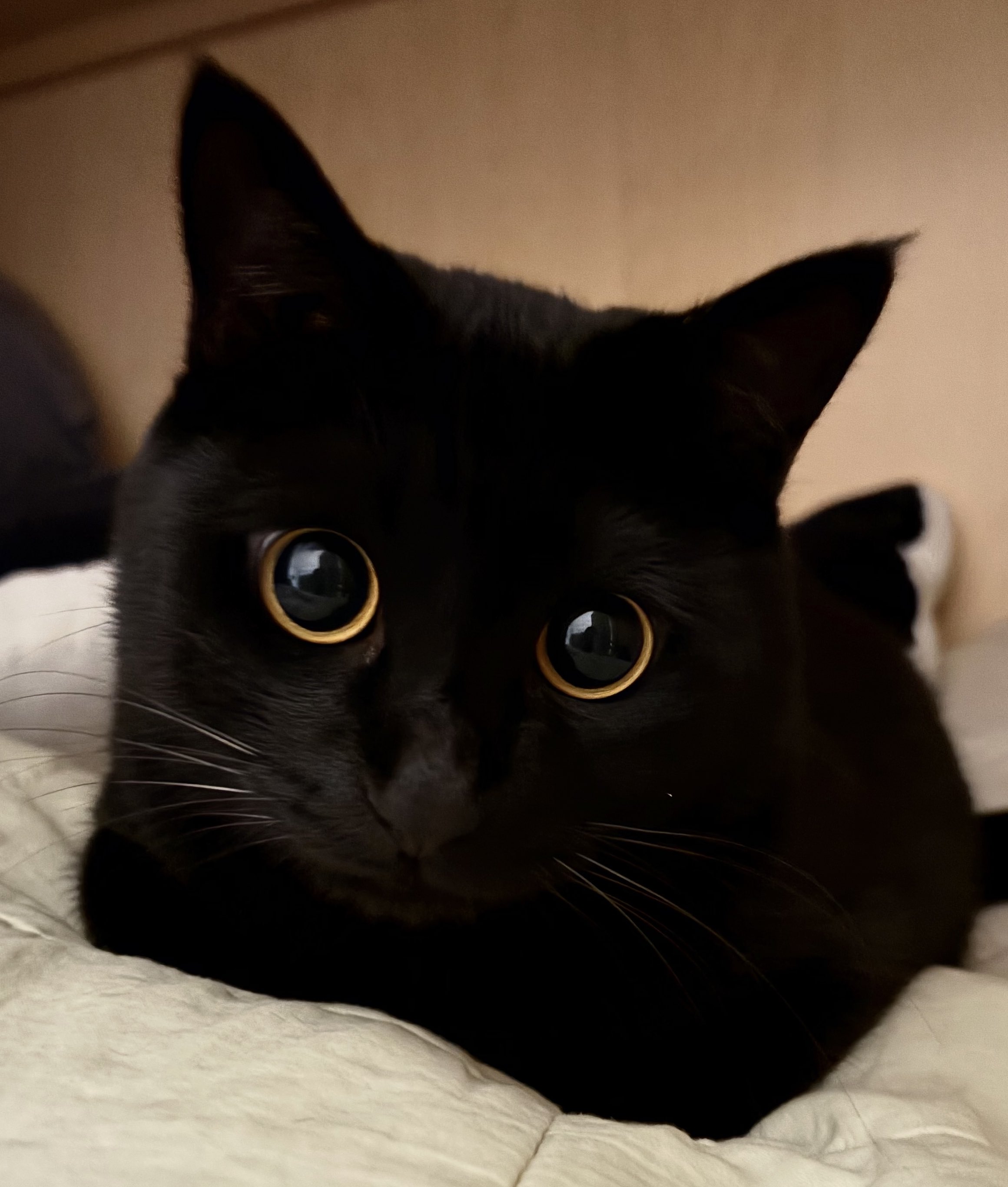 黒ねこ♪ 彫刻置物】福ねこ /黒曜石 | ジュエリー春日