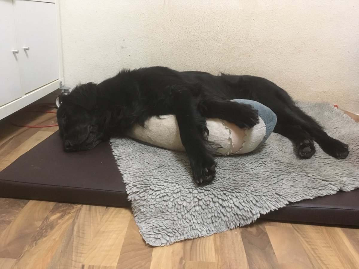 RasmusBirkebo's tweet image. Spitzenprodukt.