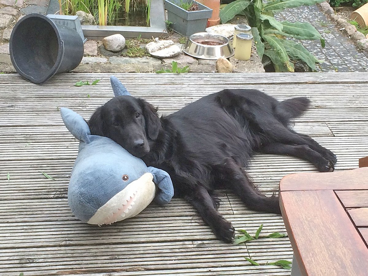 RasmusBirkebo's tweet image. Spitzenprodukt.