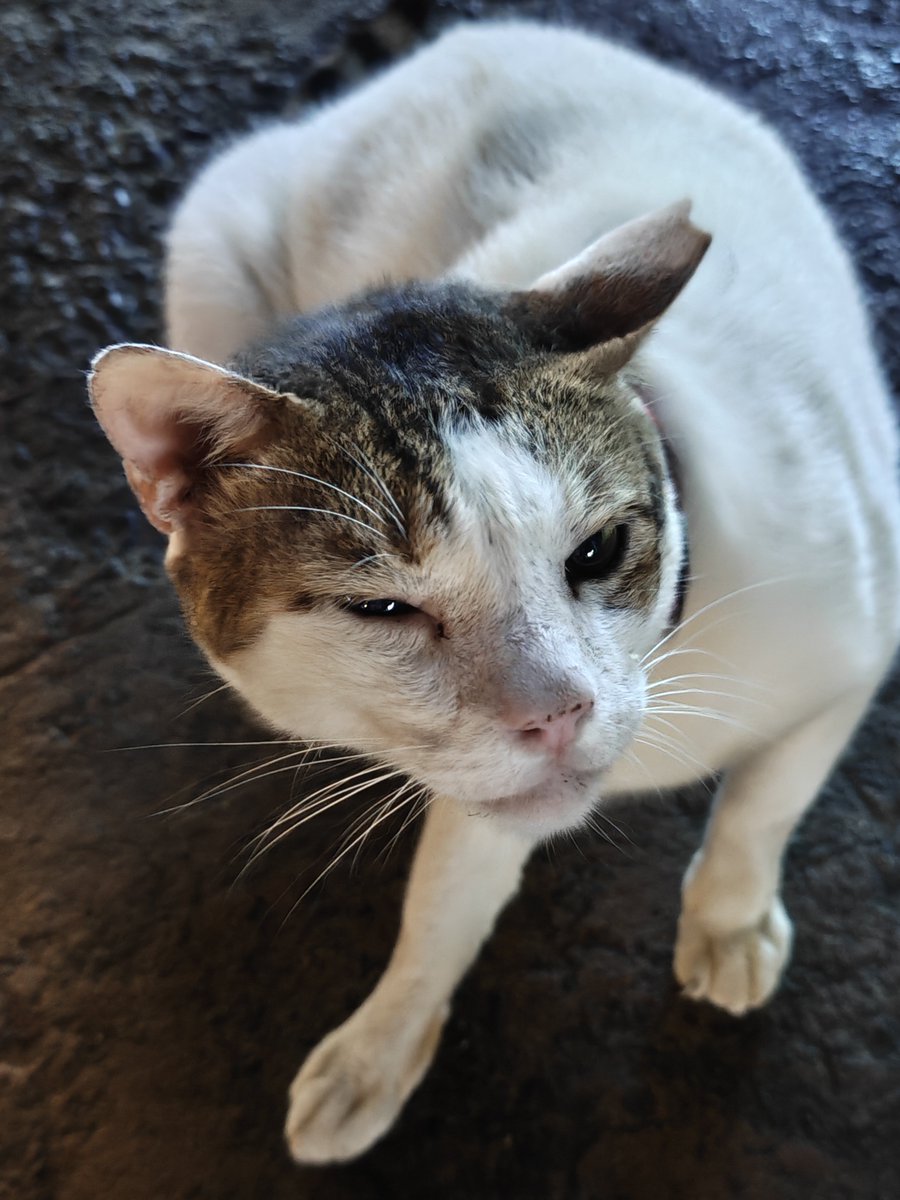 In today's edition of cats of Mumbai,
looks like he’s seen things… and he’s not impressed.

Shot on <a href="/nothing/">Nothing</a> Phone (3)