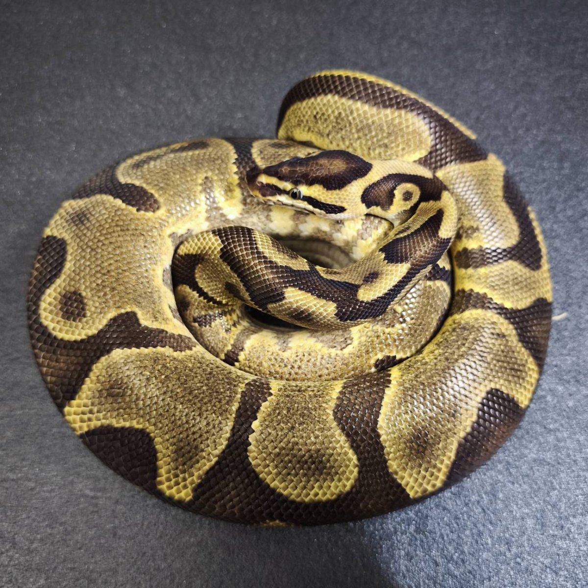 ヴィッチーニ　Vicini 37 レパード柄 ヴィッチーニ Vicini 37 レパード柄