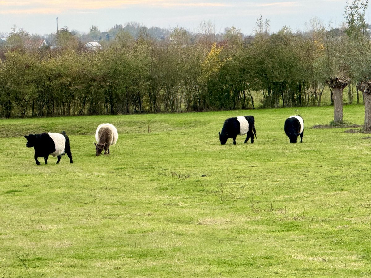 Bij de Marollenput/ afkomstig van marollen dat Meerkoeten zijn , Buurtschap/ tussen Nieuwvliet en Oostburg gemeente Sluis ! 
Goedemorgen wens jullie een mooie Zaterdag toe!