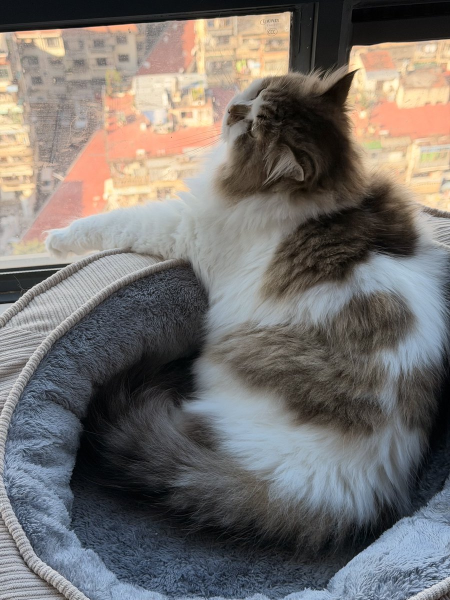 Udon (@loveeatingudon) on Twitter photo 