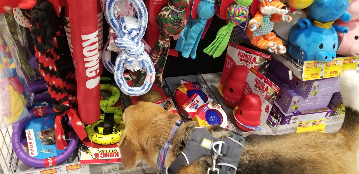 夕方散歩は東大和南公園を抜けて、今日開店のリコパテラス棟へ。
ペットのノジマが入ったからわんこの数が凄い😳

ゆみんち、ペットショップ行かないからそらはなんだかテンション上がってる😅

う～ん。
おもちゃはいっぱいあって良いけど、おやつは買おうと思うものないな🤔