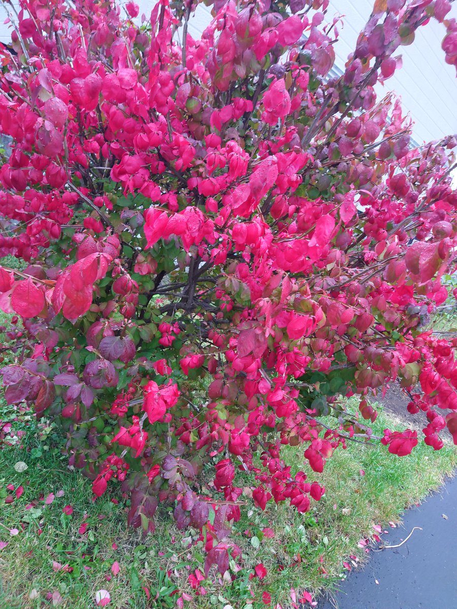 AMe_walk's tweet photo. 【札幌】
紅葉の綺麗な街を歩き、札幌さんに会いに行きました！
雨上がりということもありひんやりとした空気がとても気持ちよかった🌟
隣の公園の名前がおてんき公園なの、とっても素敵🥰
広い露場に紅葉に公園に…とても落ち着く場所でした https://t.co/TC9yYsQcO3