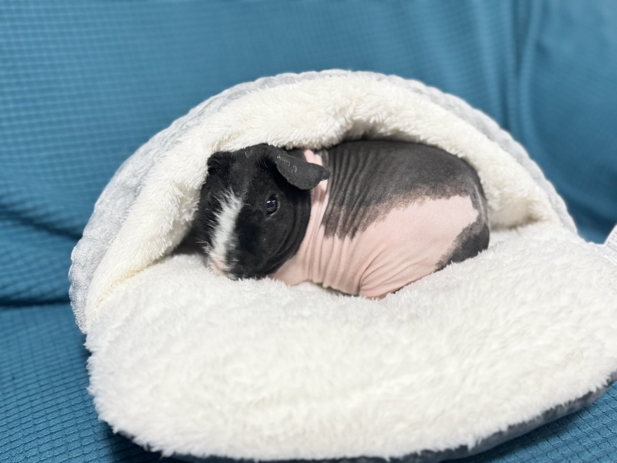 あ*様 Melloloy ふとん　くま あ*様 Melloloy ふとん くま あ*様 Melloloy ふとん くま あ*様 Melloloy