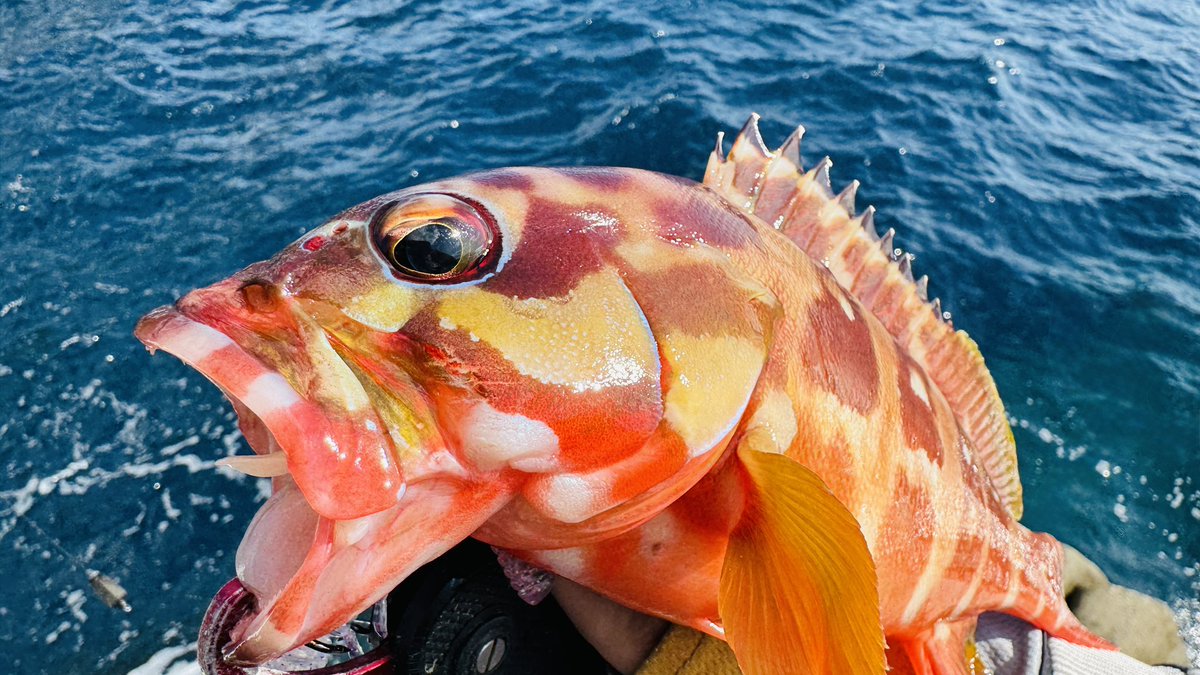 ☀プー☀ プーさん ☀プー☀ ☀プー☀ プーさん ZX Fury 名作を融合した