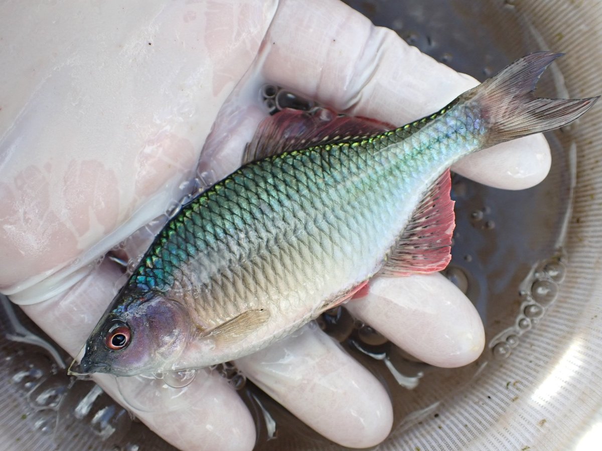 春タナゴ タナゴ釣り