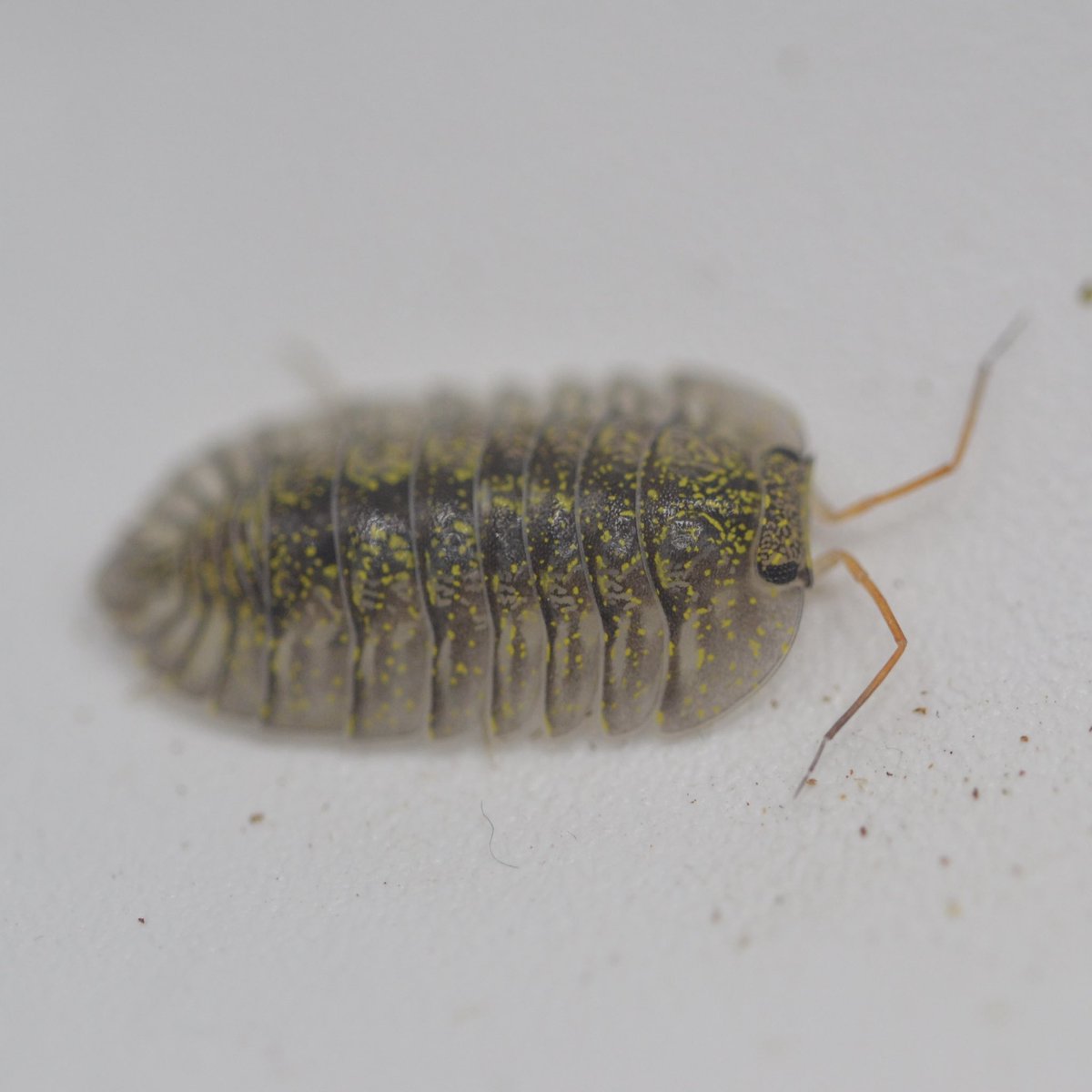 bug_forest's tweet image. SBボートレース江戸川@lbjkhomac 綺麗なダンゴムシ達をたくさん連れていきます🤩

飼育しやすい入門種からレアな種類まで20種類以上連れていきますよ〜🫶